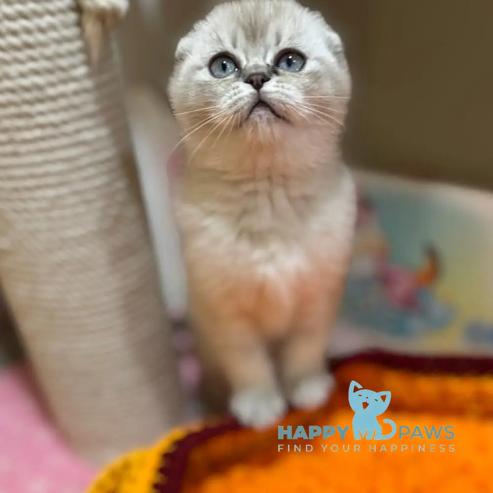 Kira Scottish Fold Female Blue Ticked Tabby Pointed Live Animals