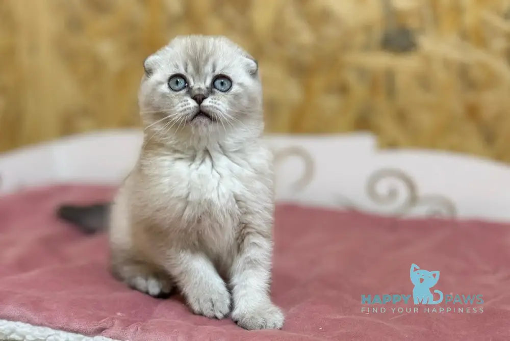 Kira Scottish Fold Female Blue Ticked Tabby Pointed Live Animals