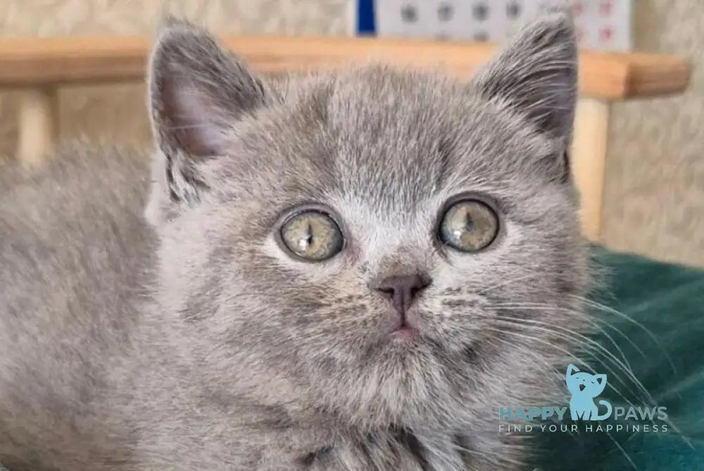 Kira Scottish Straight female blue - live animals
