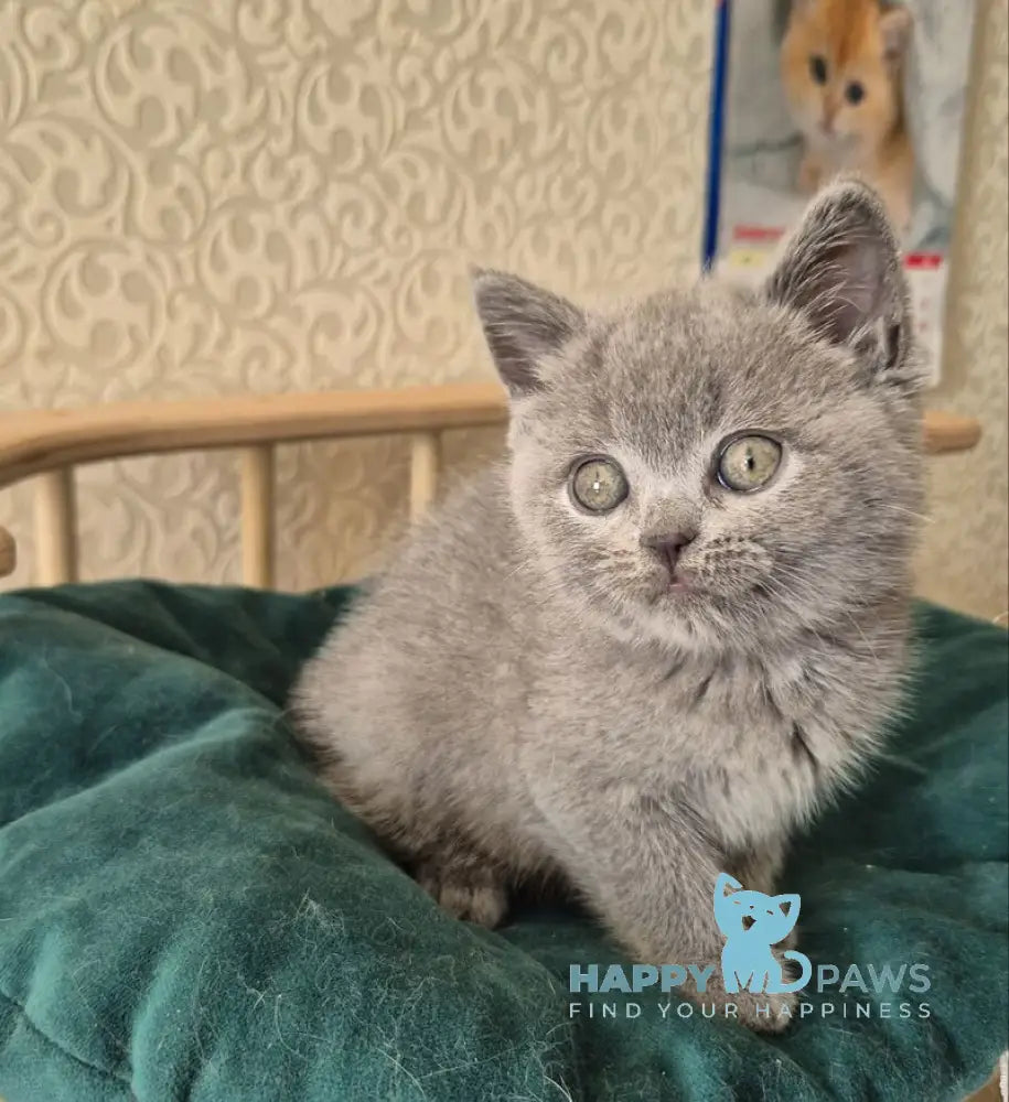 Kira Scottish Straight female blue - live animals