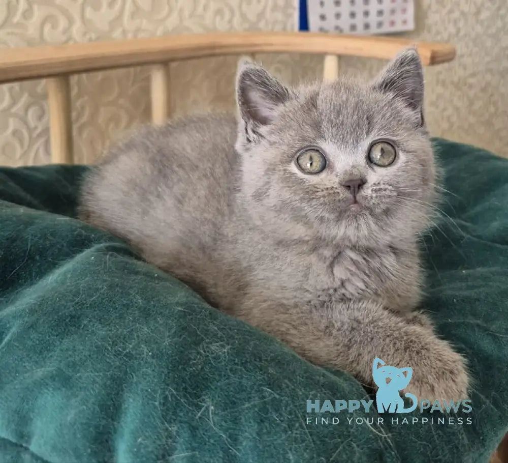 Kira Scottish Straight female blue - live animals