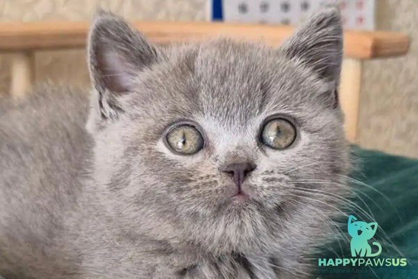 Kira Scottish Straight female blue - live animals
