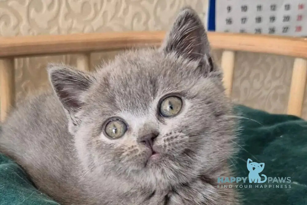 Kira Scottish Straight female blue - live animals
