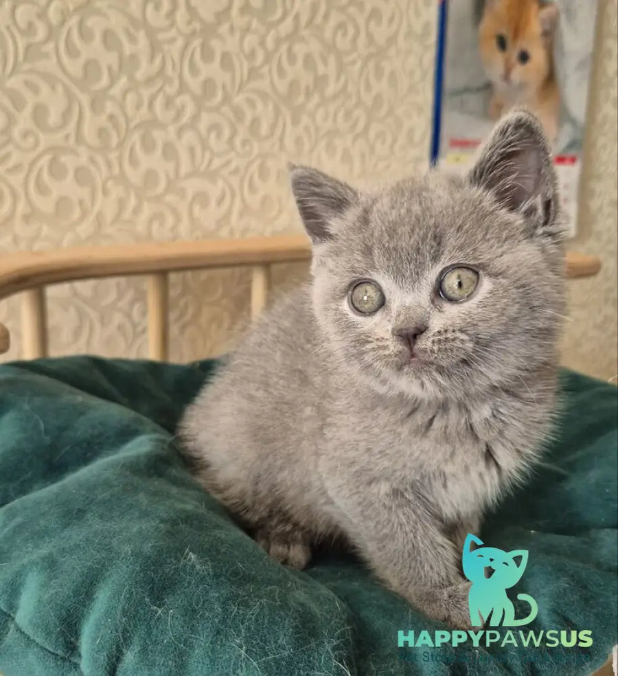 Kira Scottish Straight female blue - live animals