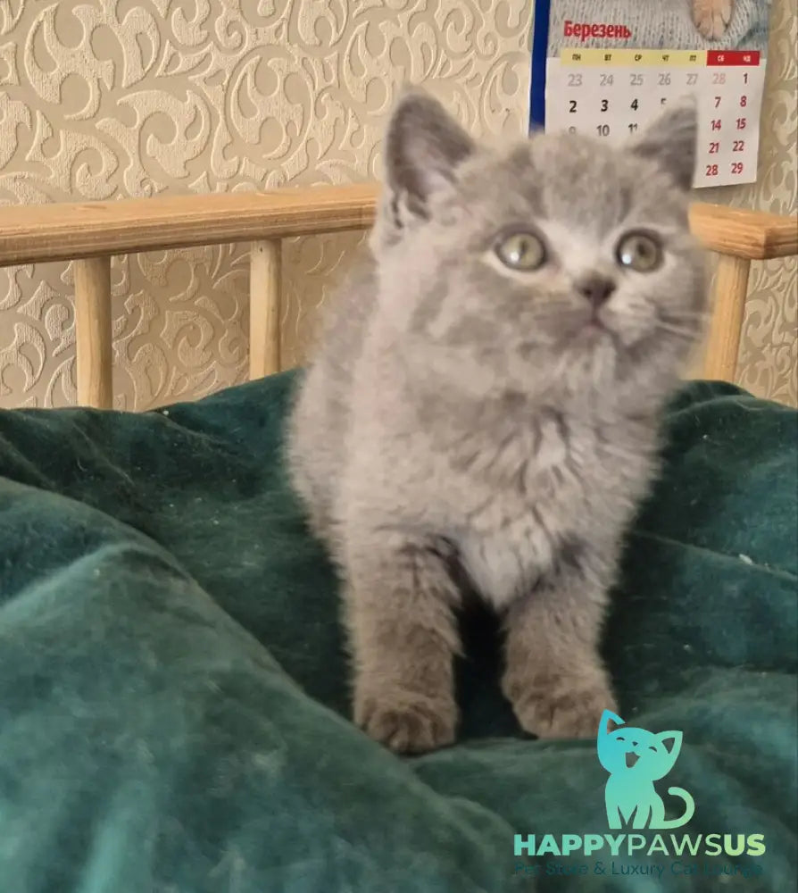 Kira Scottish Straight female blue - live animals