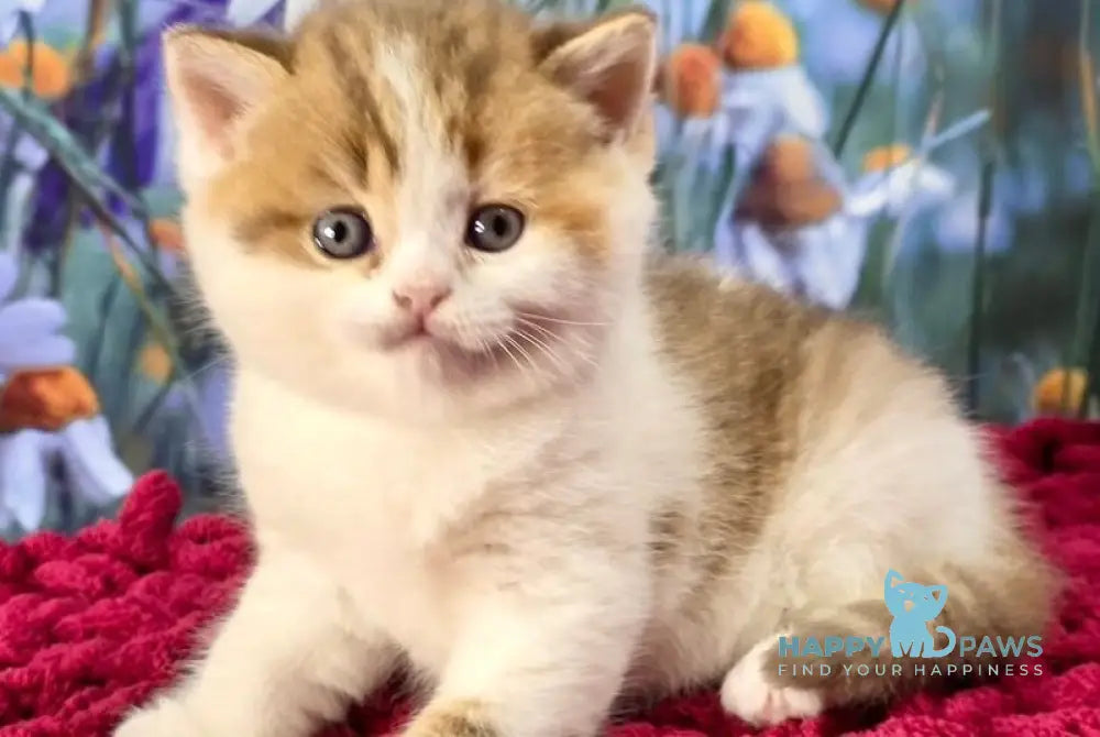 Kira Scottish Straight female cinnamon spotted tabby bicolour - live animals