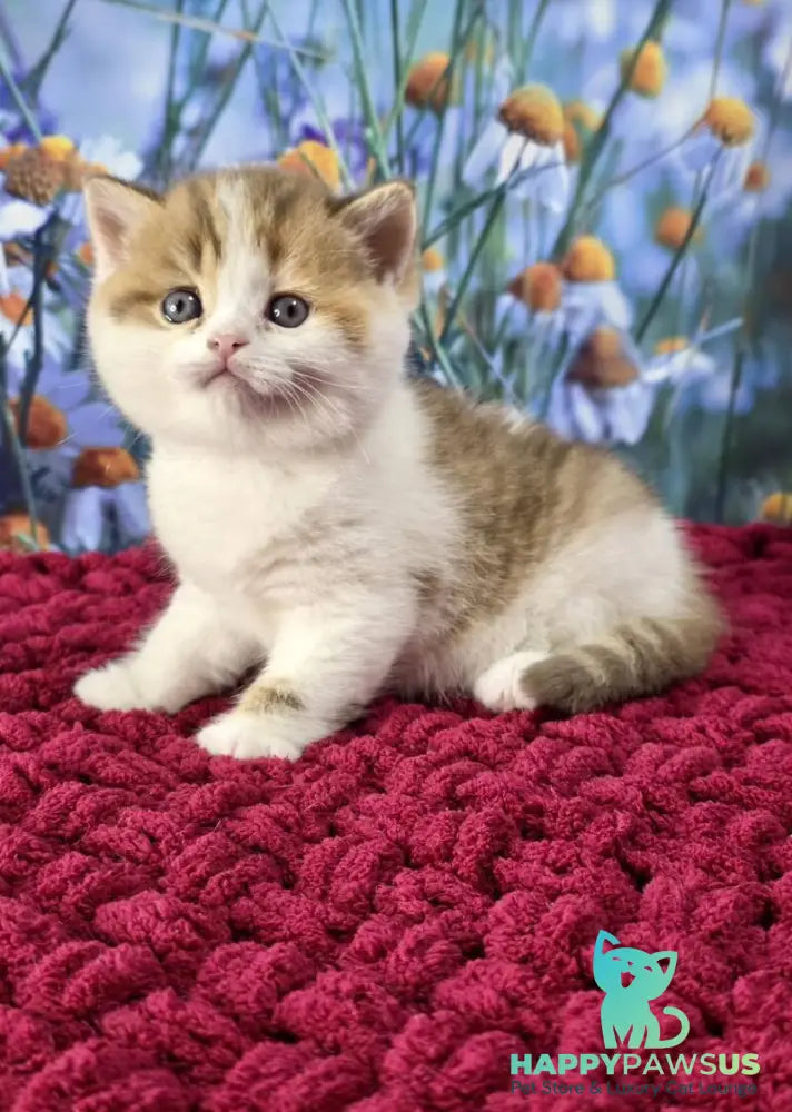 Kira Scottish Straight female cinnamon spotted tabby bicolour - live animals