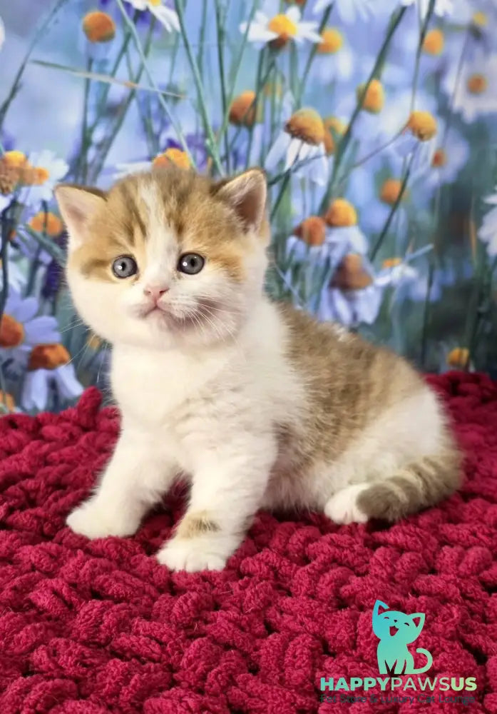 Kira Scottish Straight female cinnamon spotted tabby bicolour - live animals