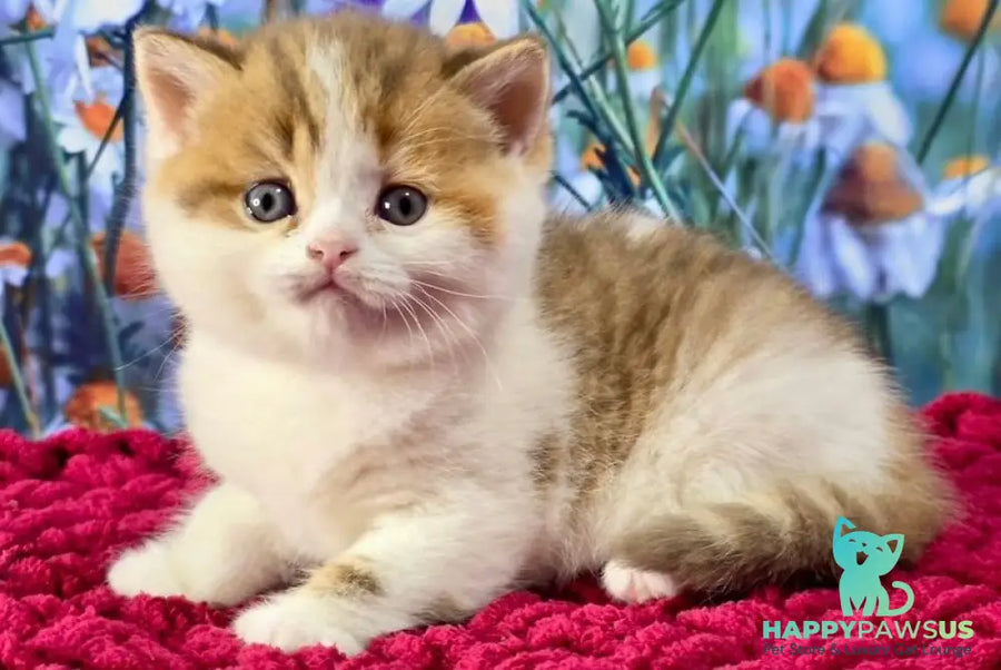 Kira Scottish Straight female cinnamon spotted tabby bicolour - live animals