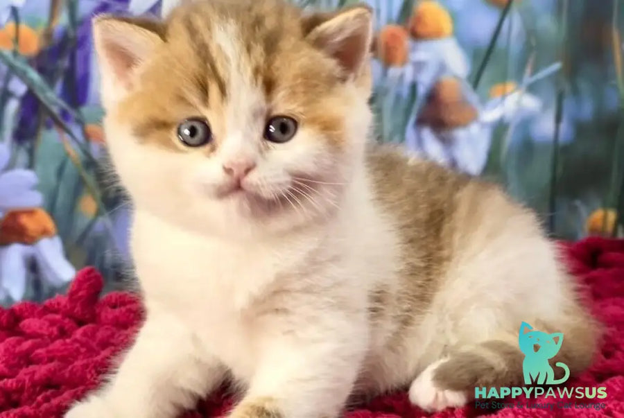 Kira Scottish Straight female cinnamon spotted tabby bicolour - live animals