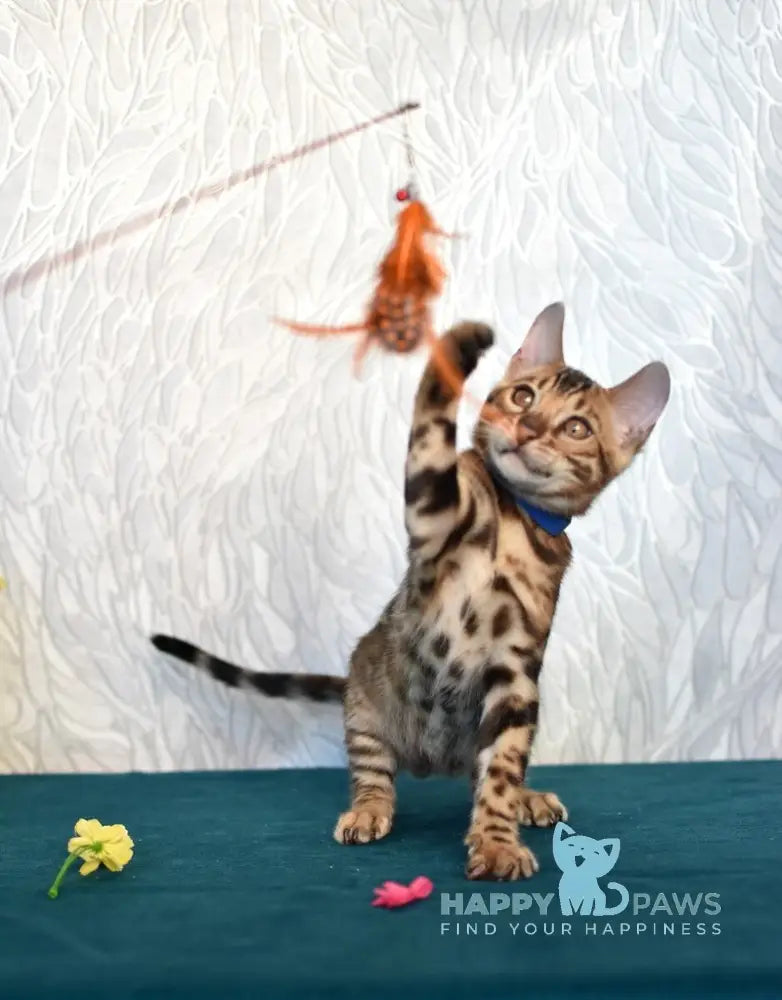 Kirby Bengal male black spotted tabby live animals