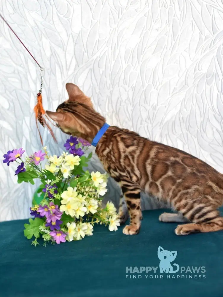 Kirby Bengal male black spotted tabby live animals