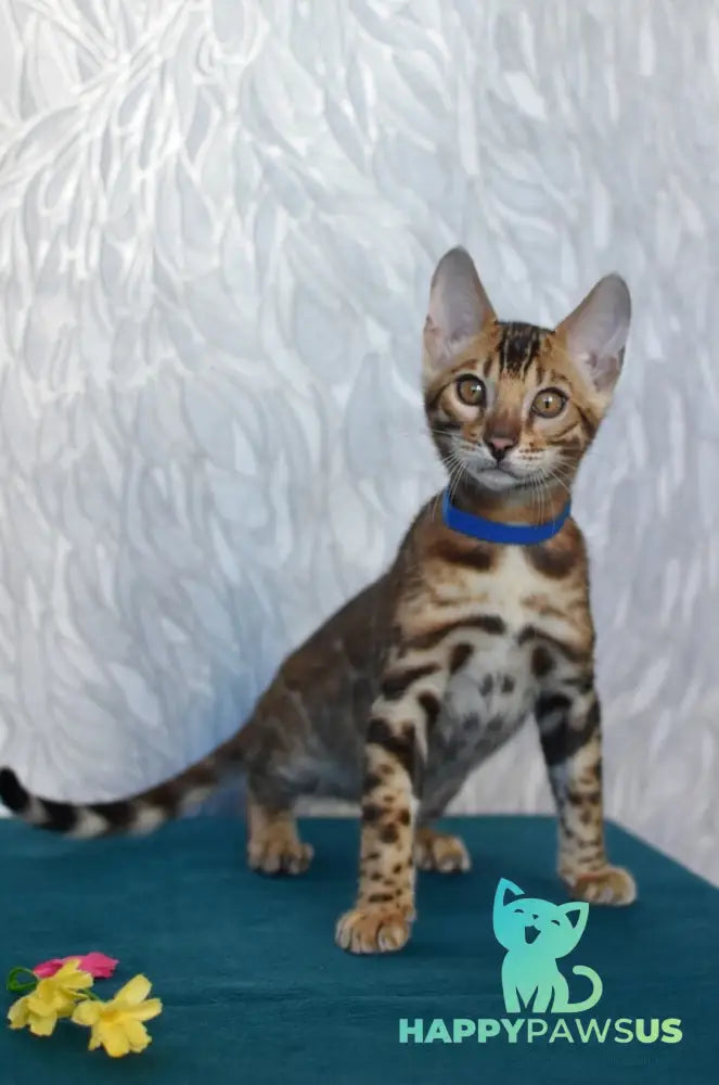 Kirby Bengal male black spotted tabby live animals