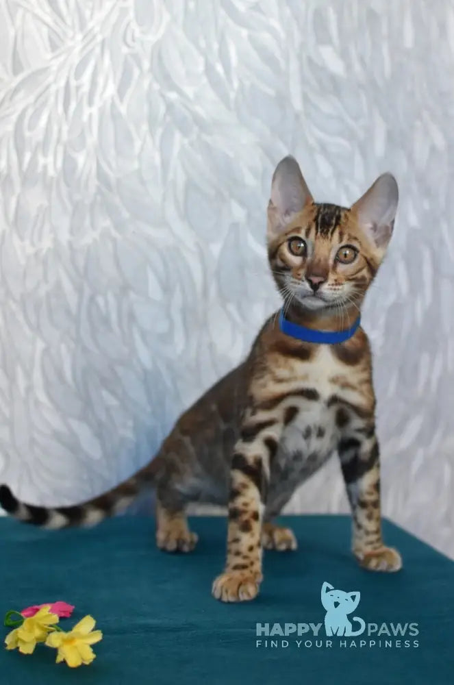Kirby Bengal male black spotted tabby live animals