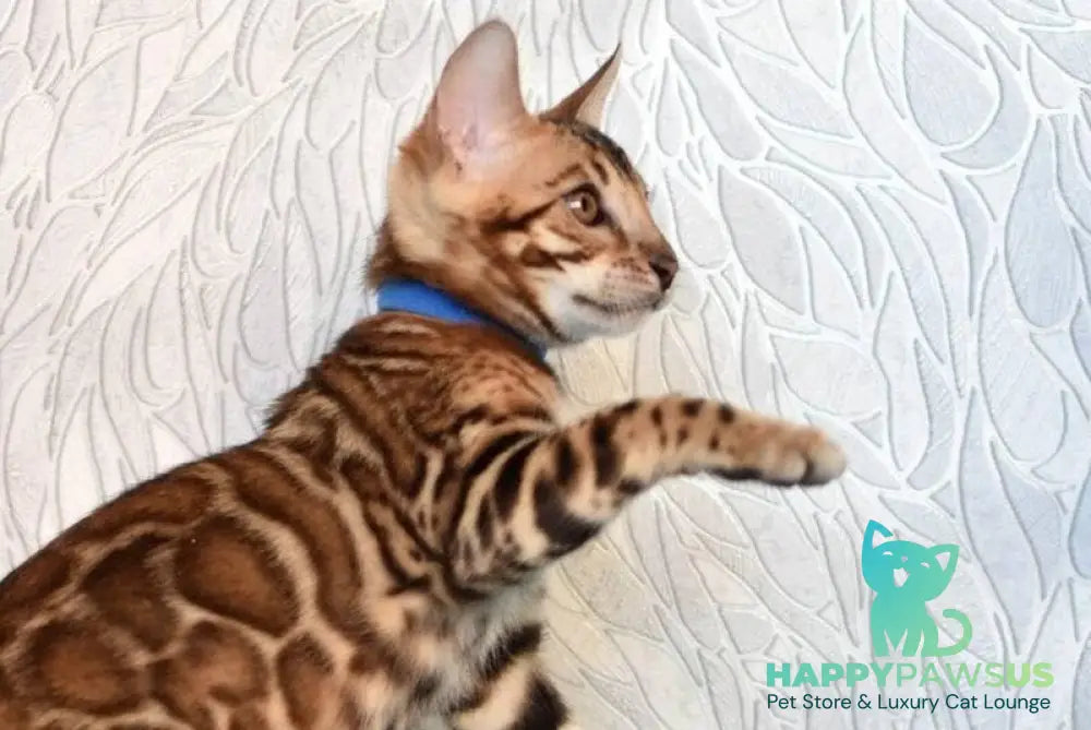 Kirby Bengal male black spotted tabby live animals