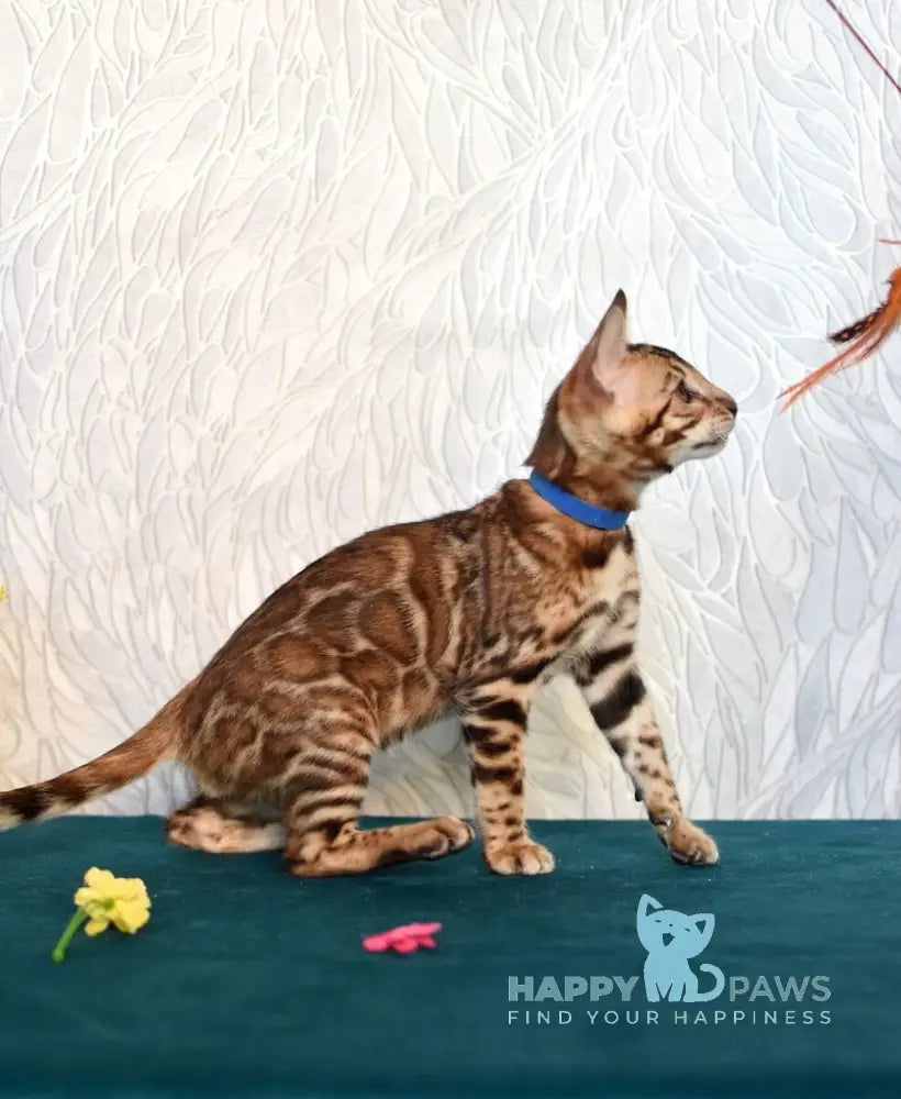 Kirby Bengal male black spotted tabby live animals