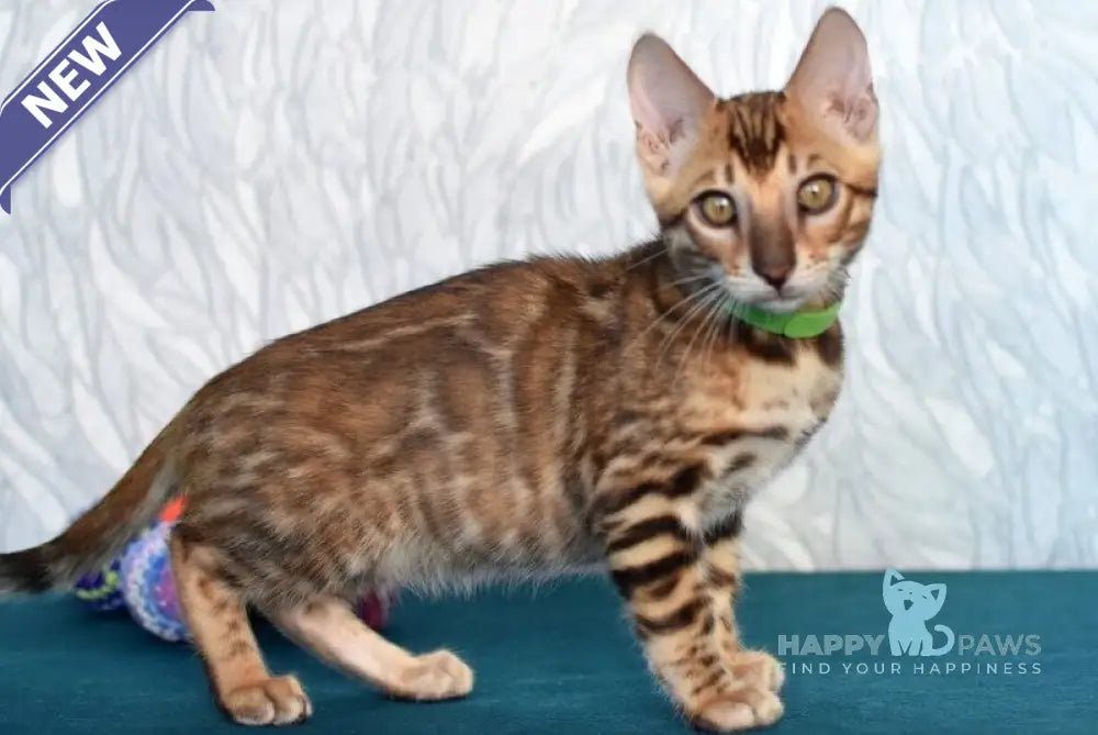 Kirby Bengal male black spotted tabby live animals