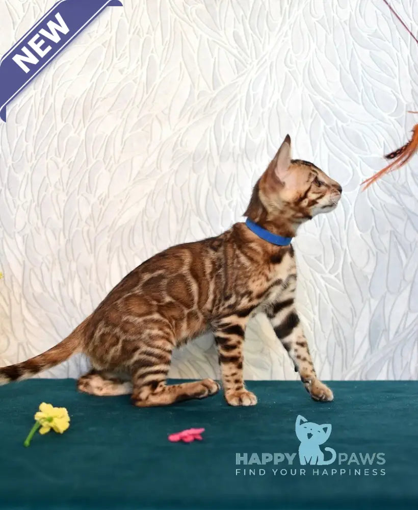 Kirby Bengal male black spotted tabby live animals