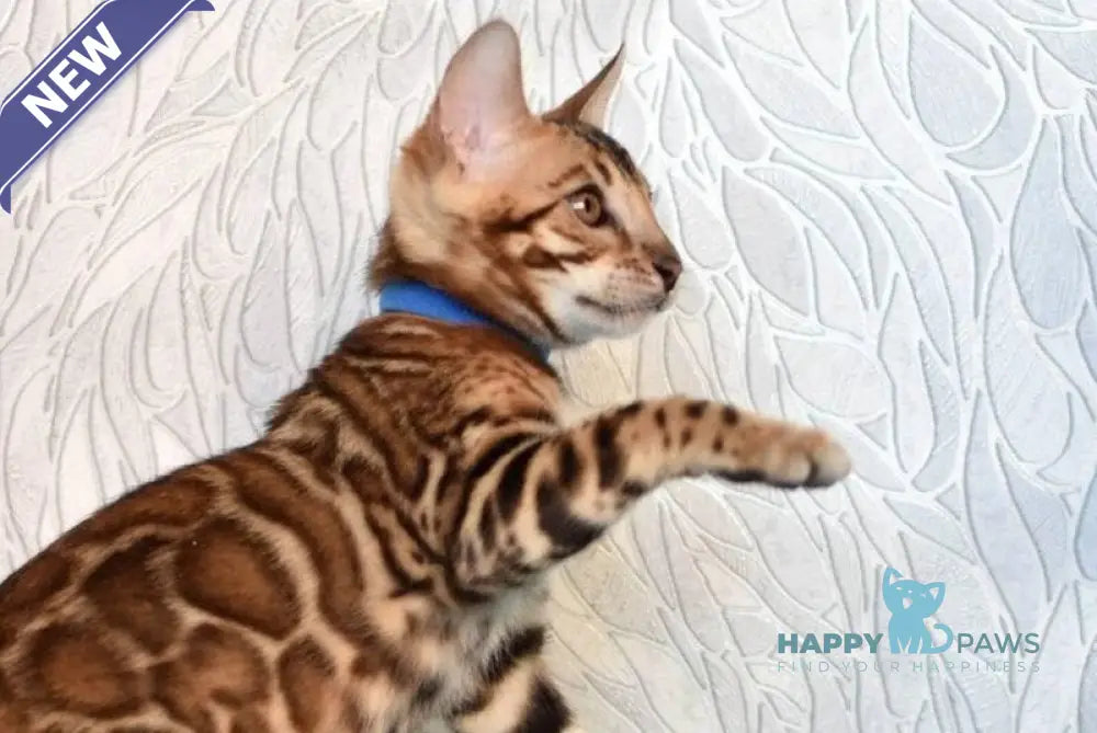 Kirby Bengal male black spotted tabby live animals