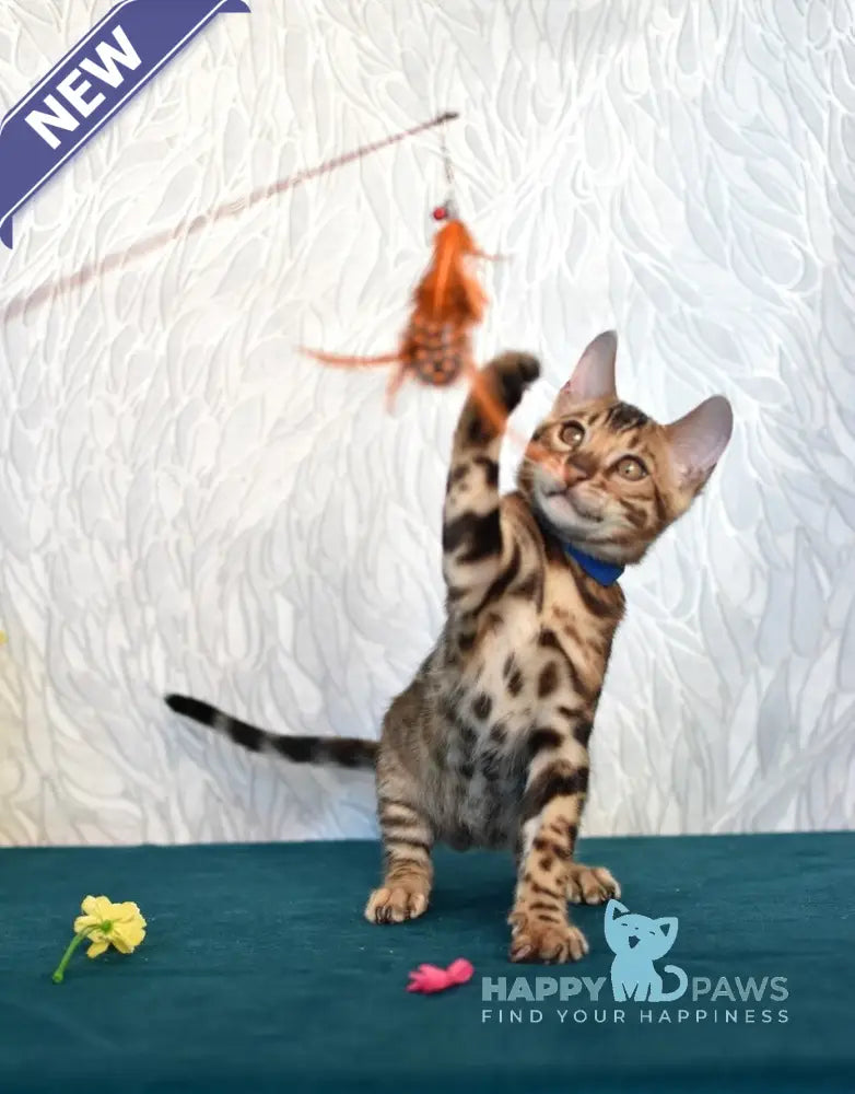 Kirby Bengal male black spotted tabby live animals