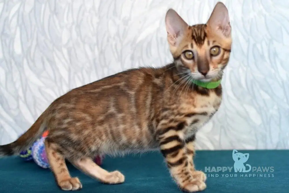 Kirby Bengal male black spotted tabby live animals