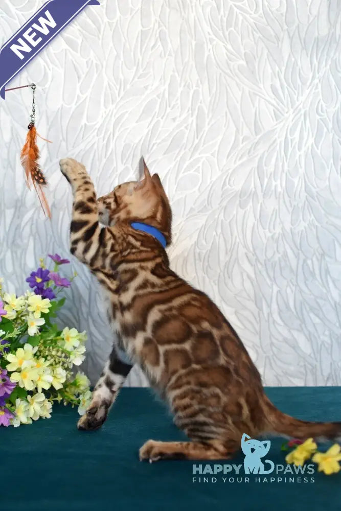 Kirby Bengal male black spotted tabby live animals