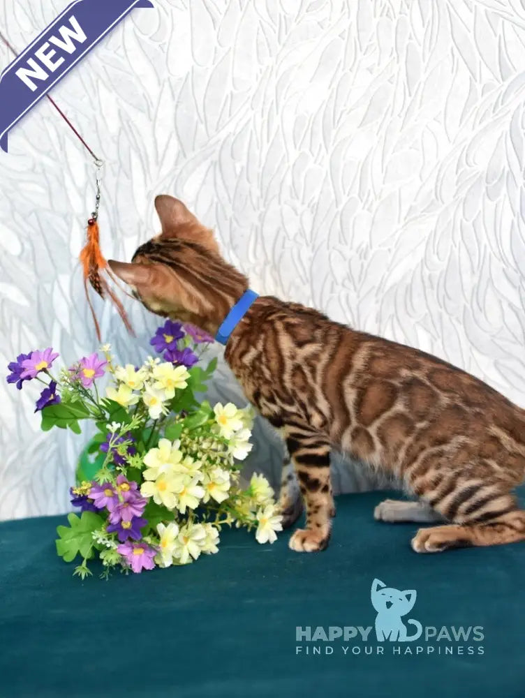 Kirby Bengal male black spotted tabby live animals