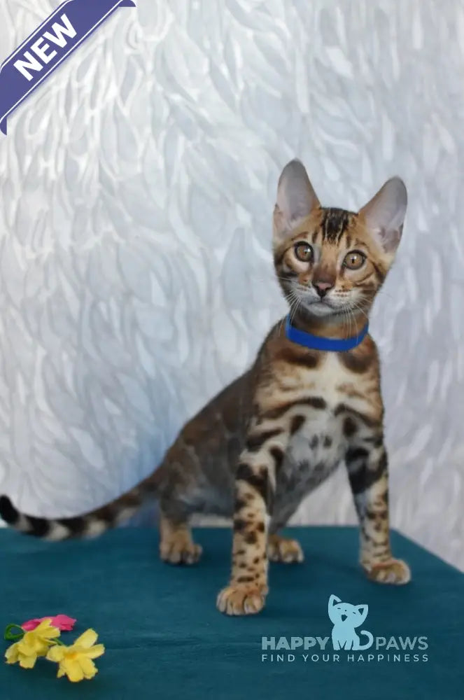 Kirby Bengal male black spotted tabby live animals