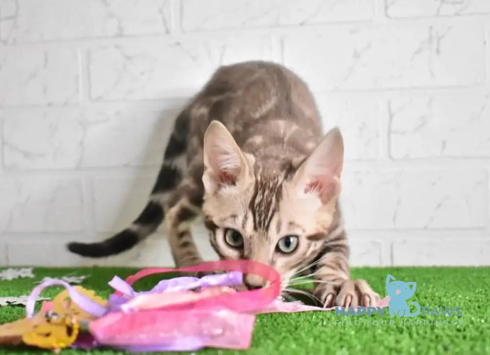 Kiri Bengal female black spotted tabby pointed live animals