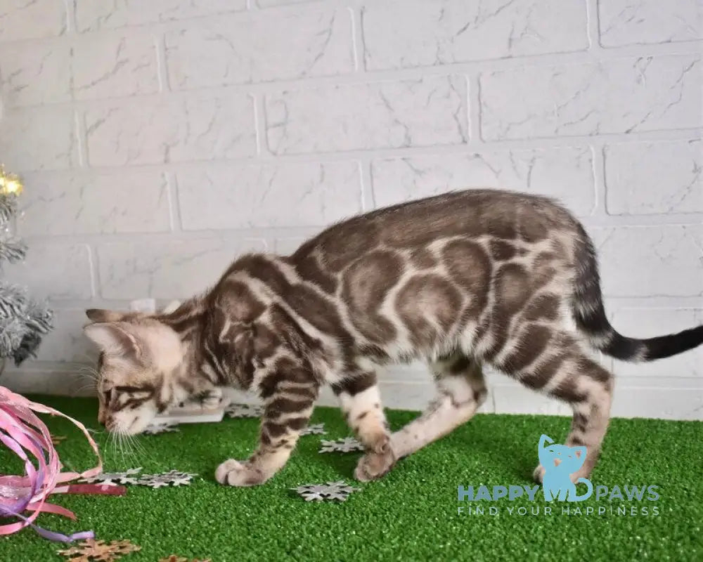 Kiri Bengal female black spotted tabby pointed live animals
