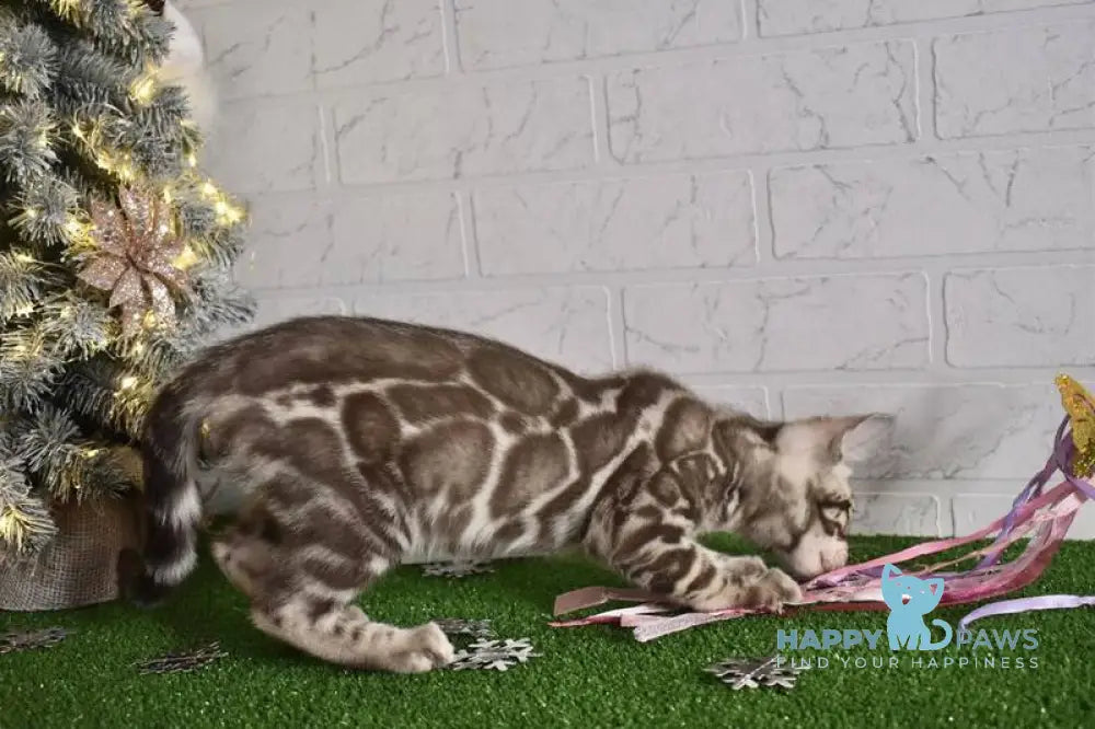 Kiri Bengal female black spotted tabby pointed live animals