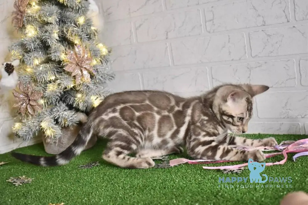 Kiri Bengal female black spotted tabby pointed live animals