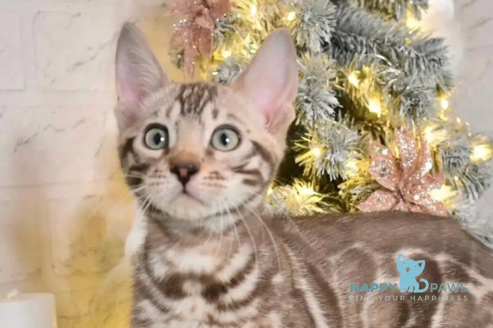 Kiri Bengal female black spotted tabby pointed live animals