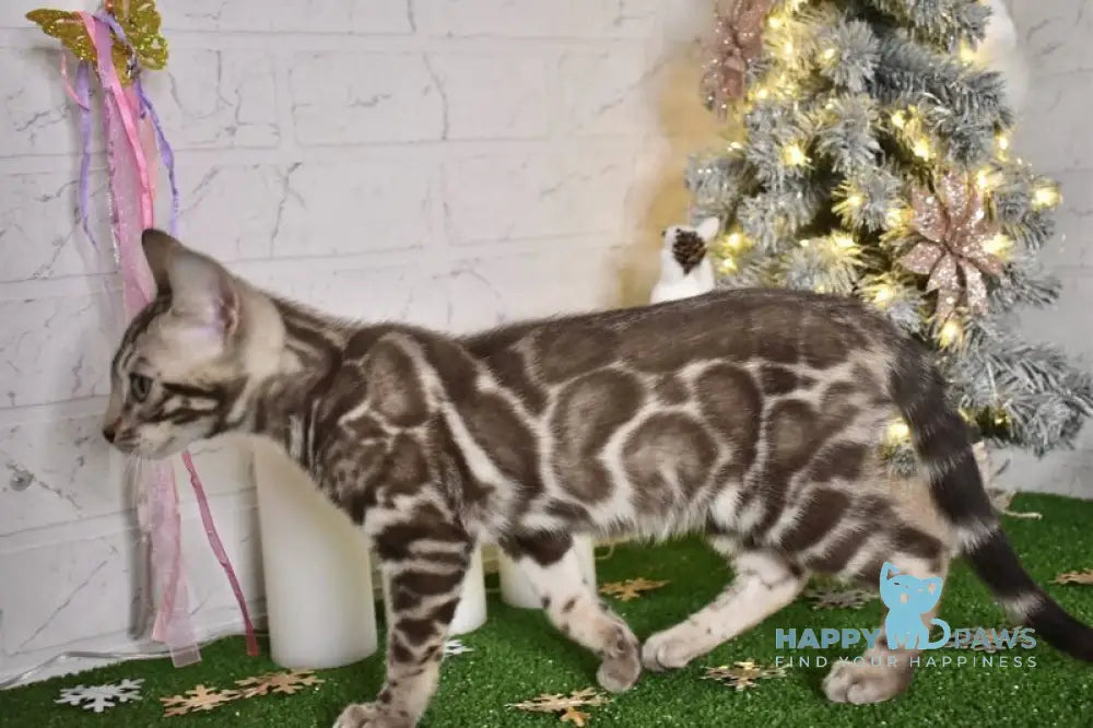 Kiri Bengal female black spotted tabby pointed live animals