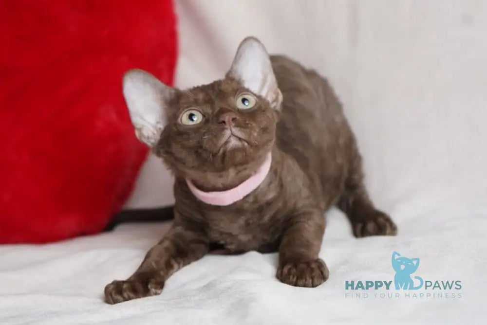 Kiri Devon Rex female chocolate - live animals