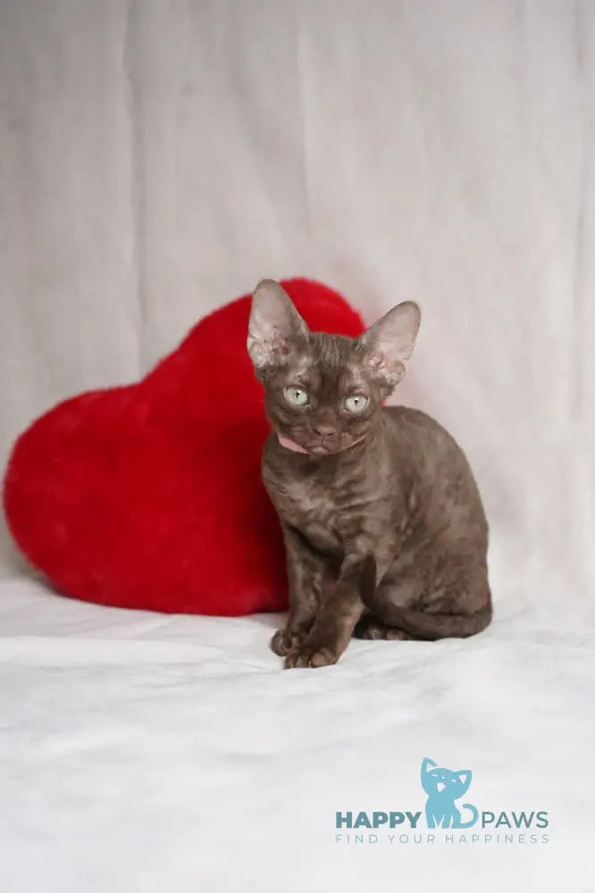 Kiri Devon Rex female chocolate - live animals