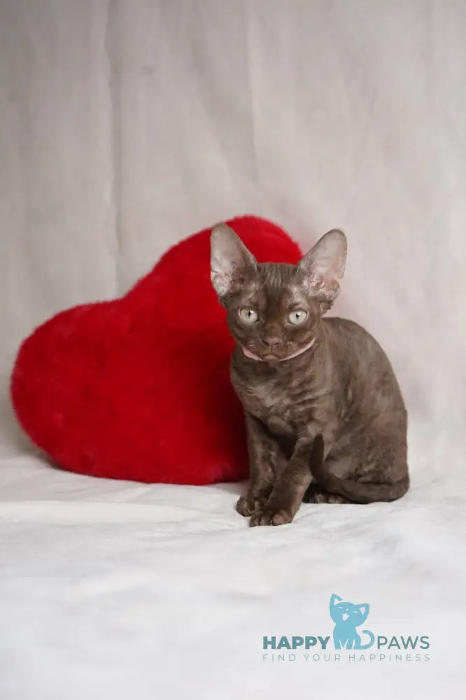 Kiri Devon Rex female chocolate - live animals
