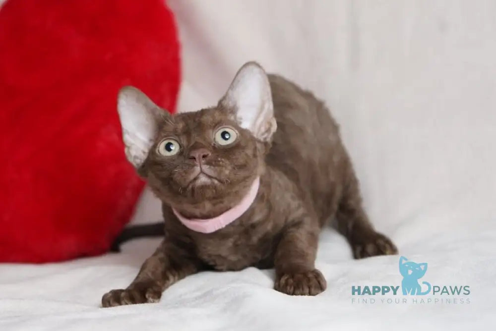 Kiri Devon Rex female chocolate - live animals