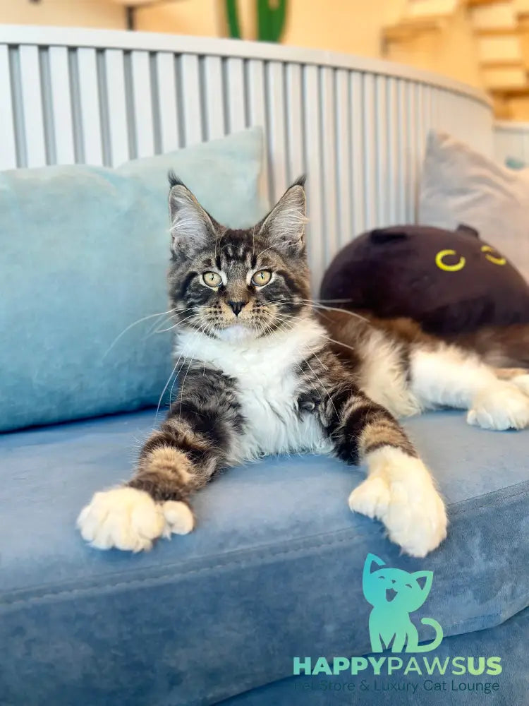 Kiril Maine Coon male black bicolor - live animals