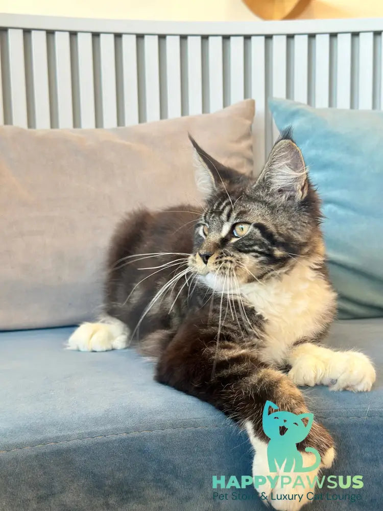 Kiril Maine Coon male black bicolor - live animals
