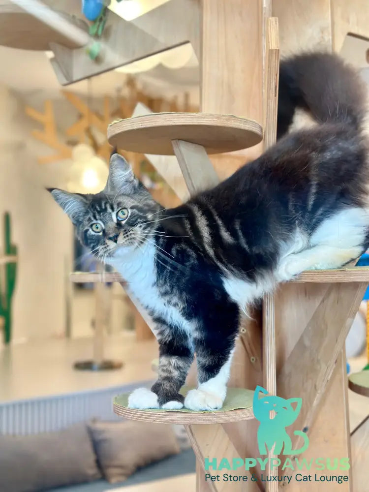 Kiril Maine Coon male black bicolor - live animals