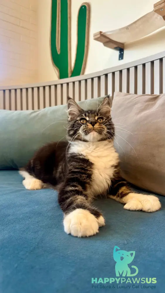 Kiril Maine Coon male black bicolor - live animals