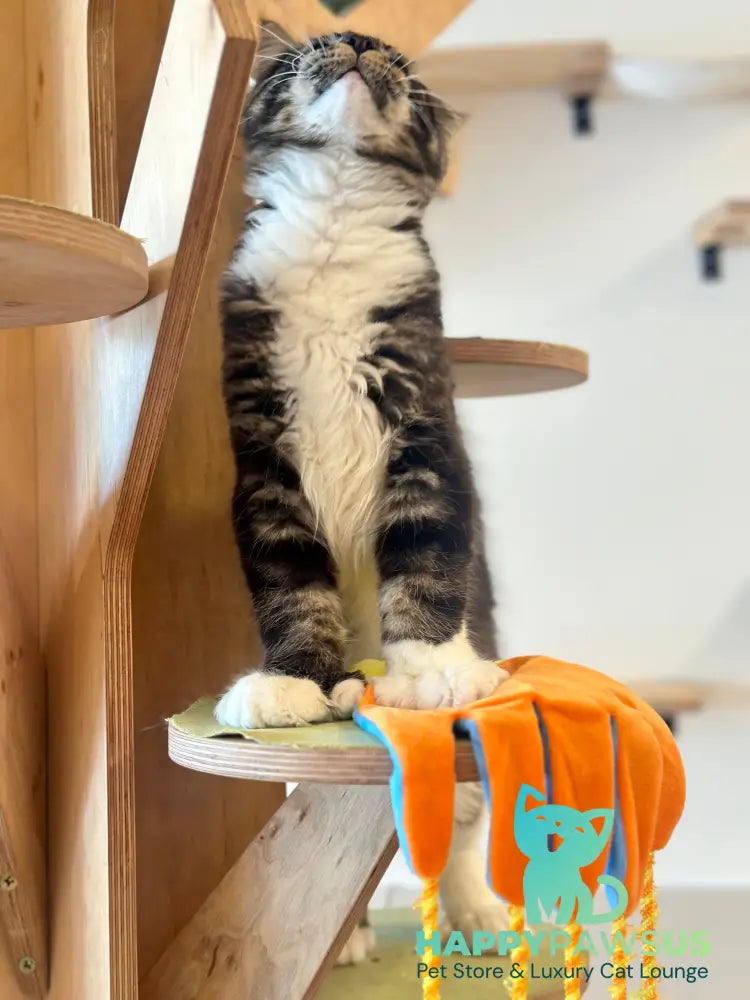 Kiril Maine Coon male black bicolor - live animals