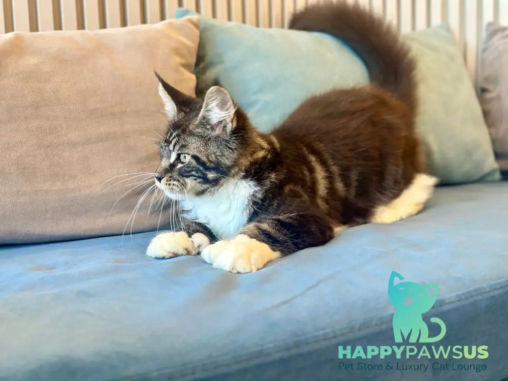 Kiril Maine Coon male black bicolor - live animals