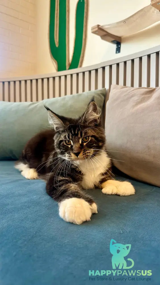 Kiril Maine Coon male black bicolor - live animals