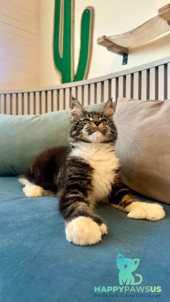 Kiril Maine Coon male black bicolor - live animals