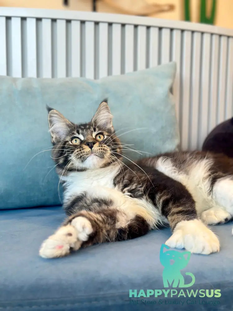 Kiril Maine Coon male black bicolor - live animals