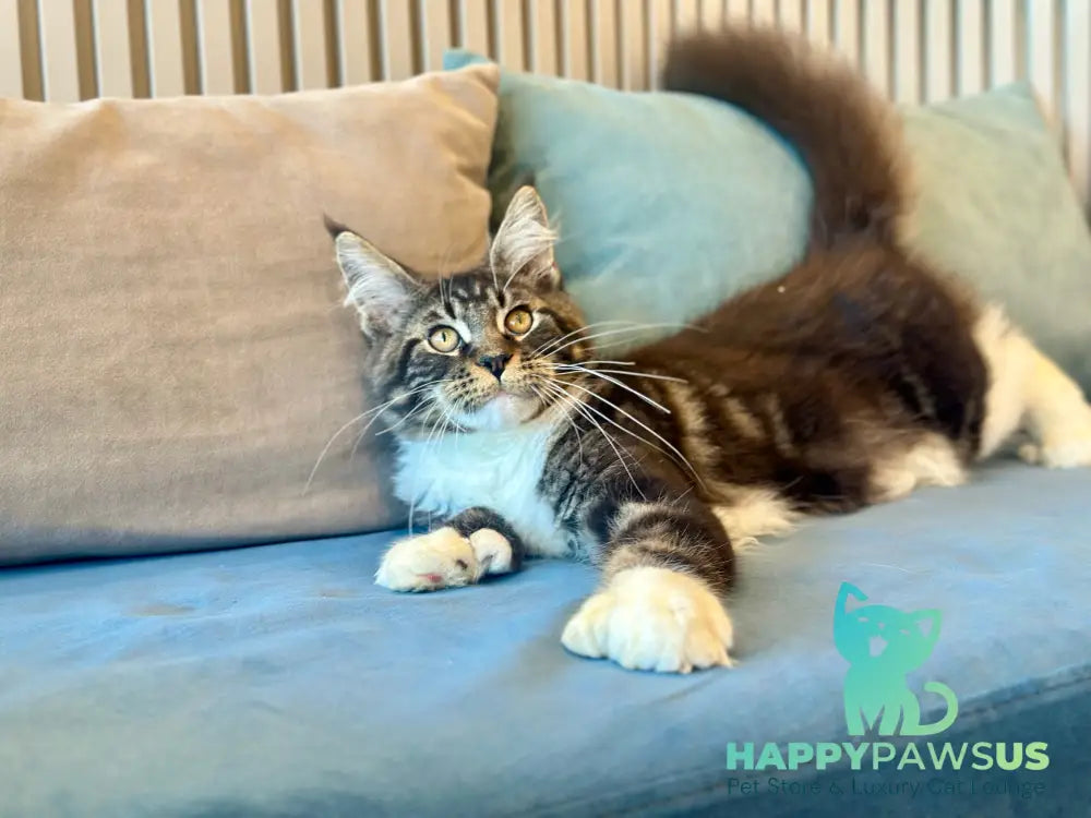 Kiril Maine Coon male black bicolor - live animals
