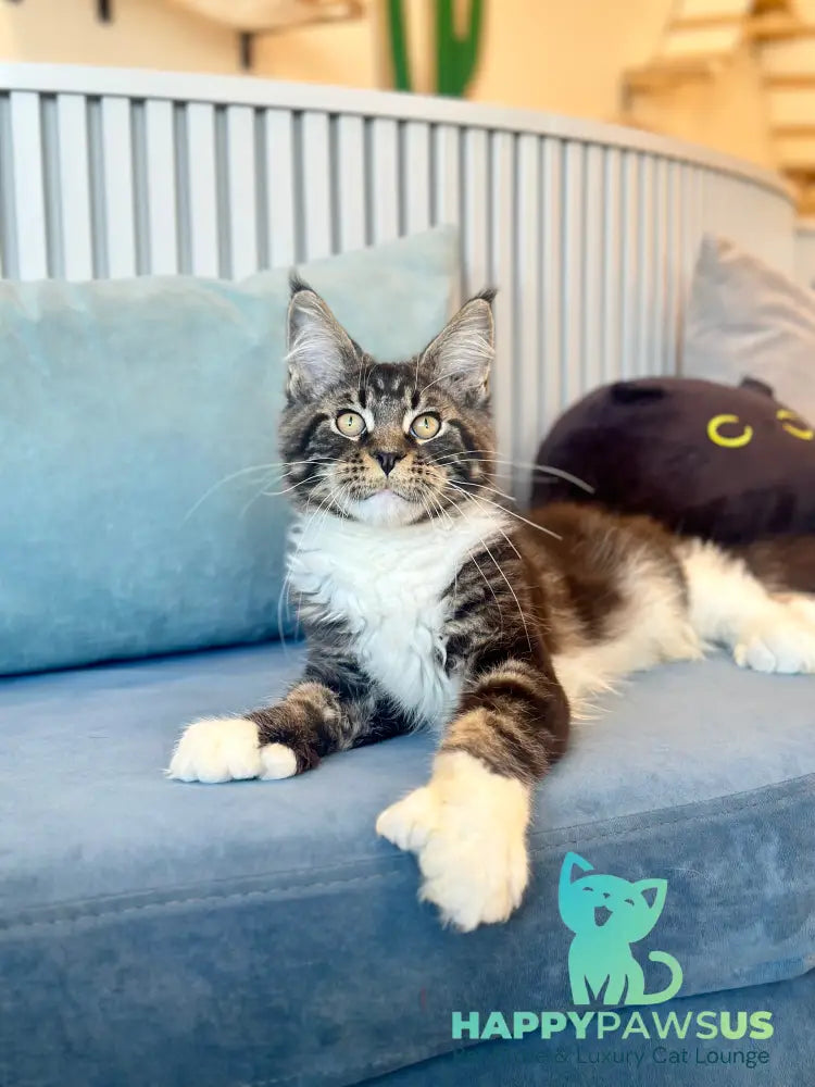 Kiril Maine Coon male black bicolor - live animals
