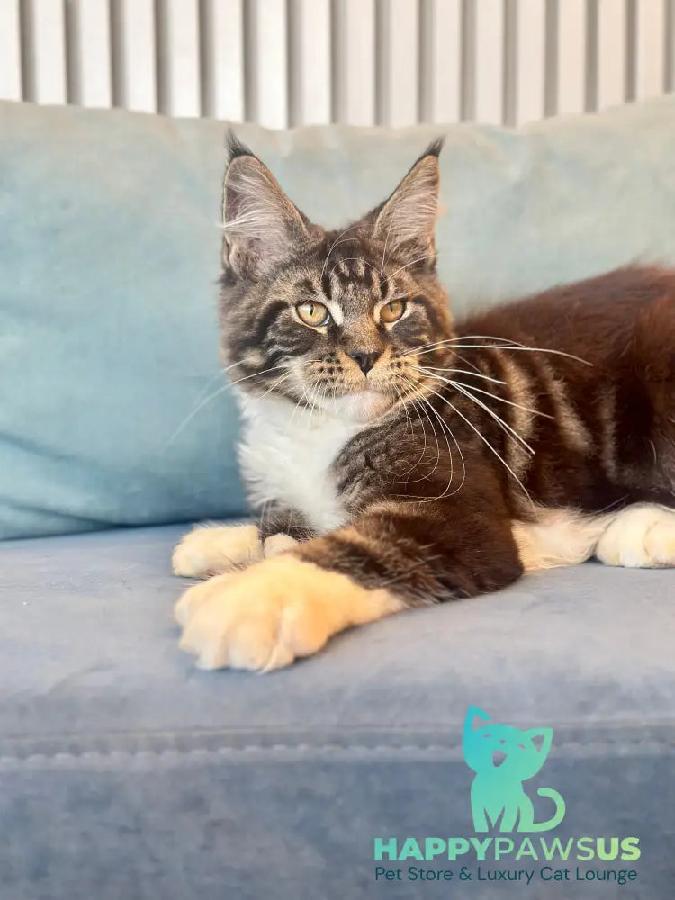 Kiril Maine Coon male black bicolor - live animals